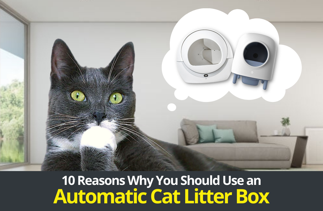10 Reasons Why You Should Use an Automatic Cat Litter Box