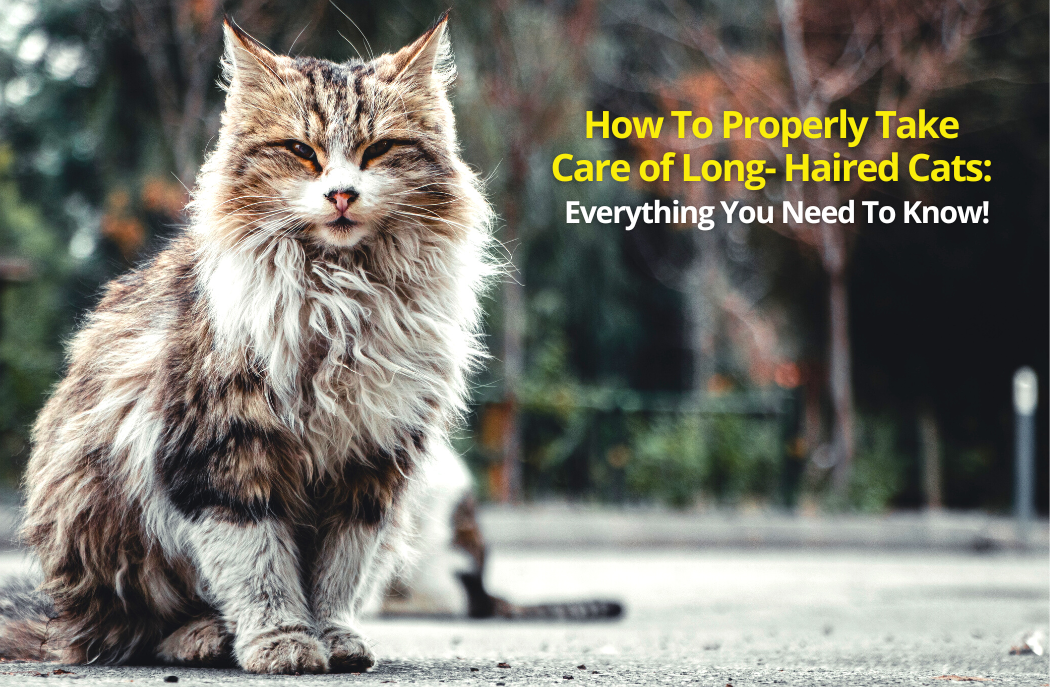 How To Properly Take Care of Long Haired Cats Everything You Need To