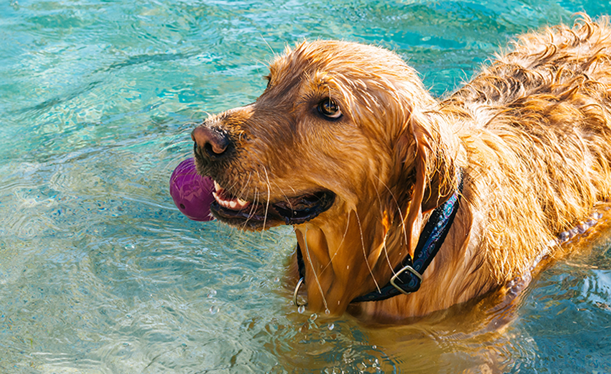 Best dog sales swimming pools