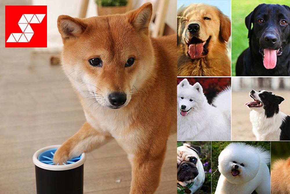 Say Goodbye to Dirty Paws After A Day At The Beach