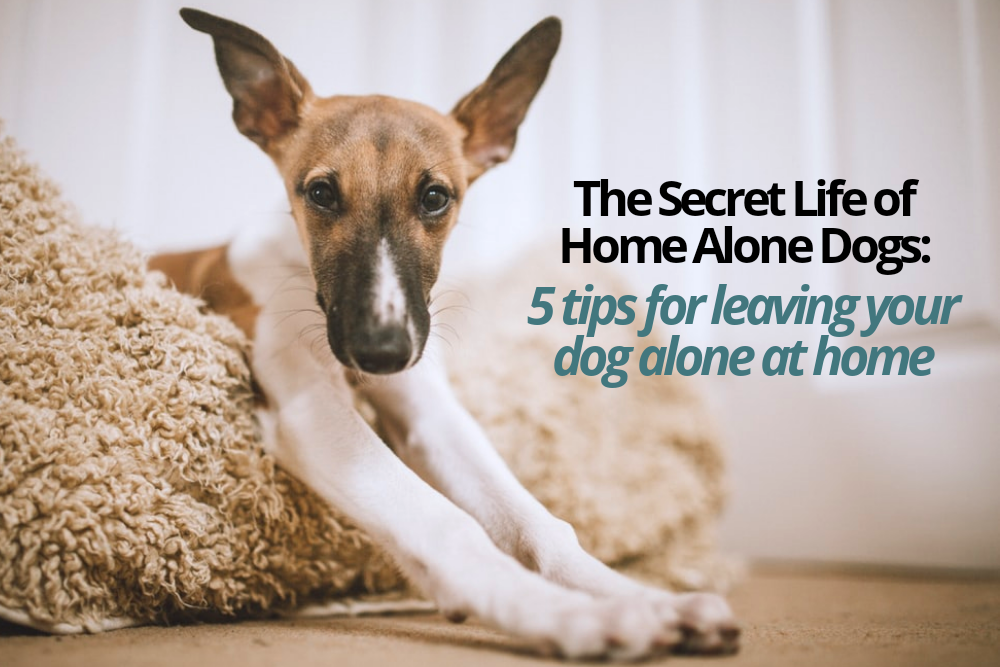 What to Do Now to Prepare for Leaving a Dog Home Alone Later