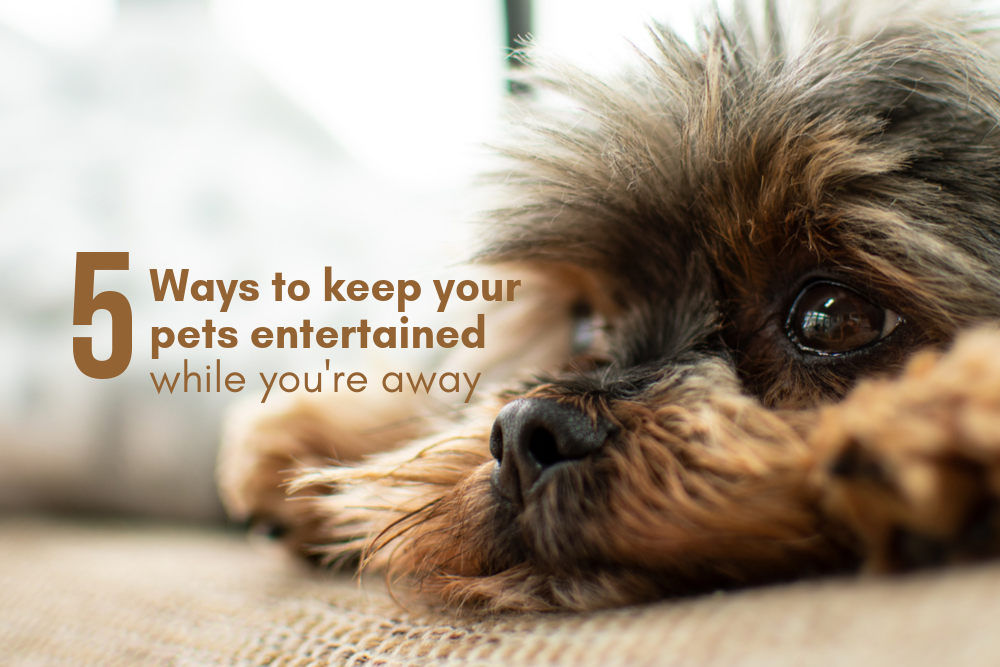 Ways to keep your dog busy when you're away