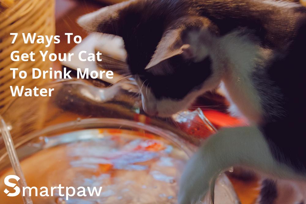 7 ways to get your cat to drink more water