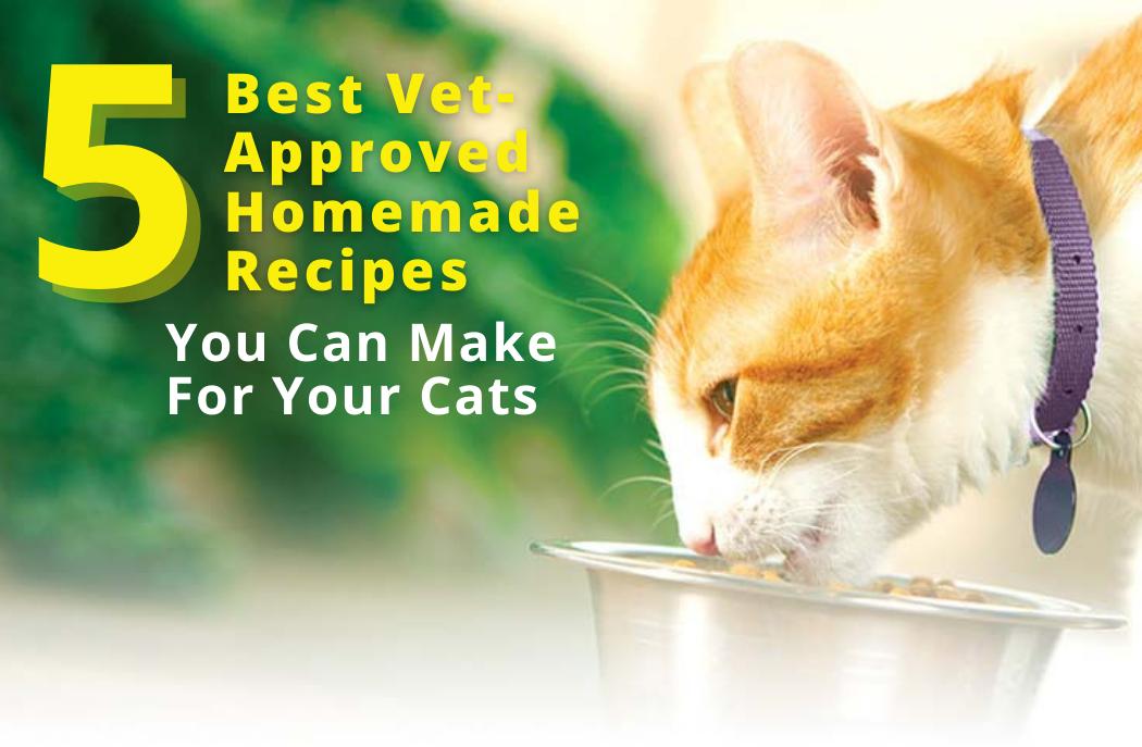 Homemade cat food vet approved best sale
