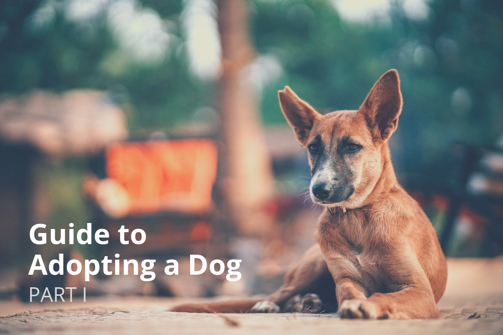 Adopting a Dog in Singapore - Part I
