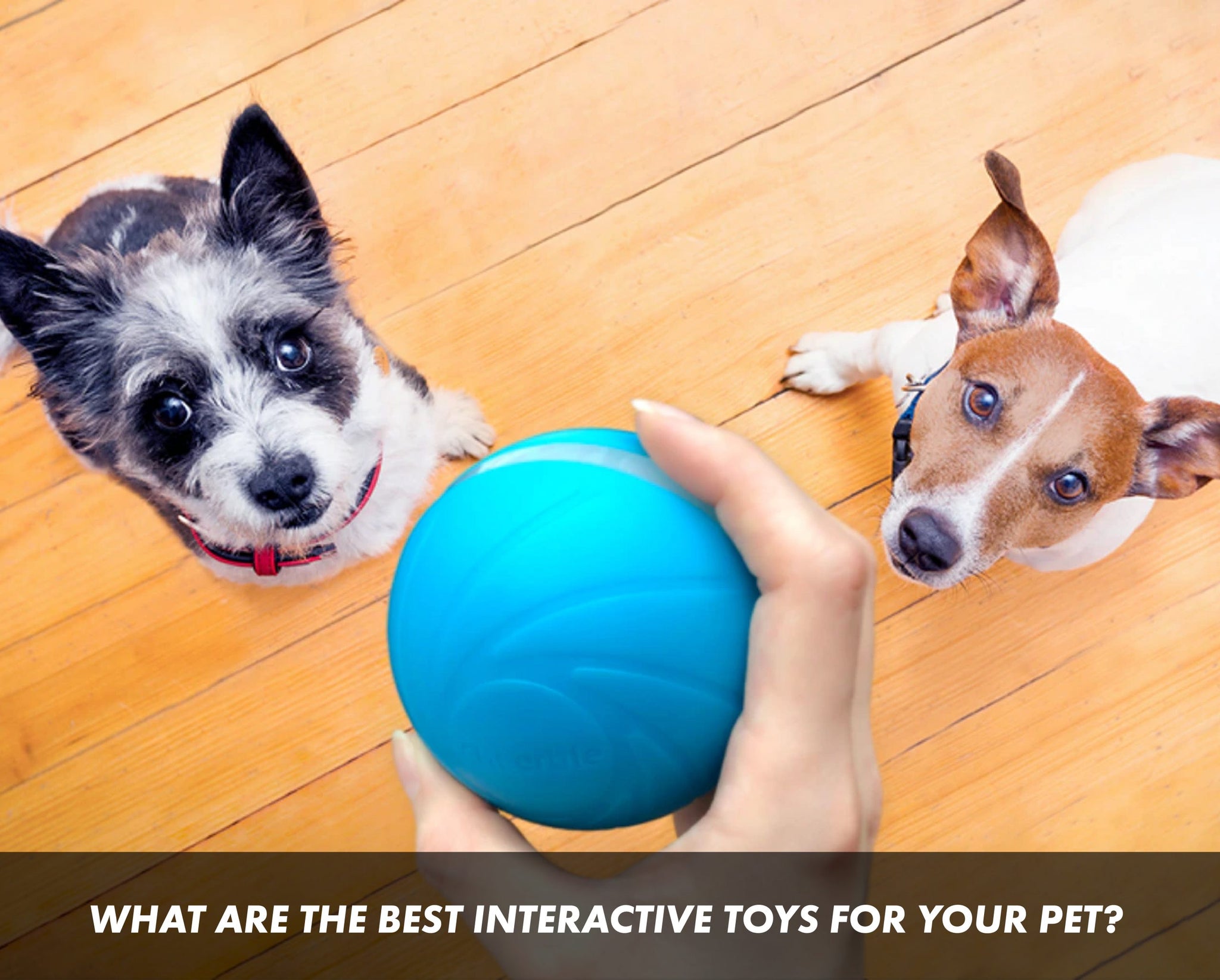 Pet Chew Smart Interactive Toys for Dogs and Cats App Control Pet