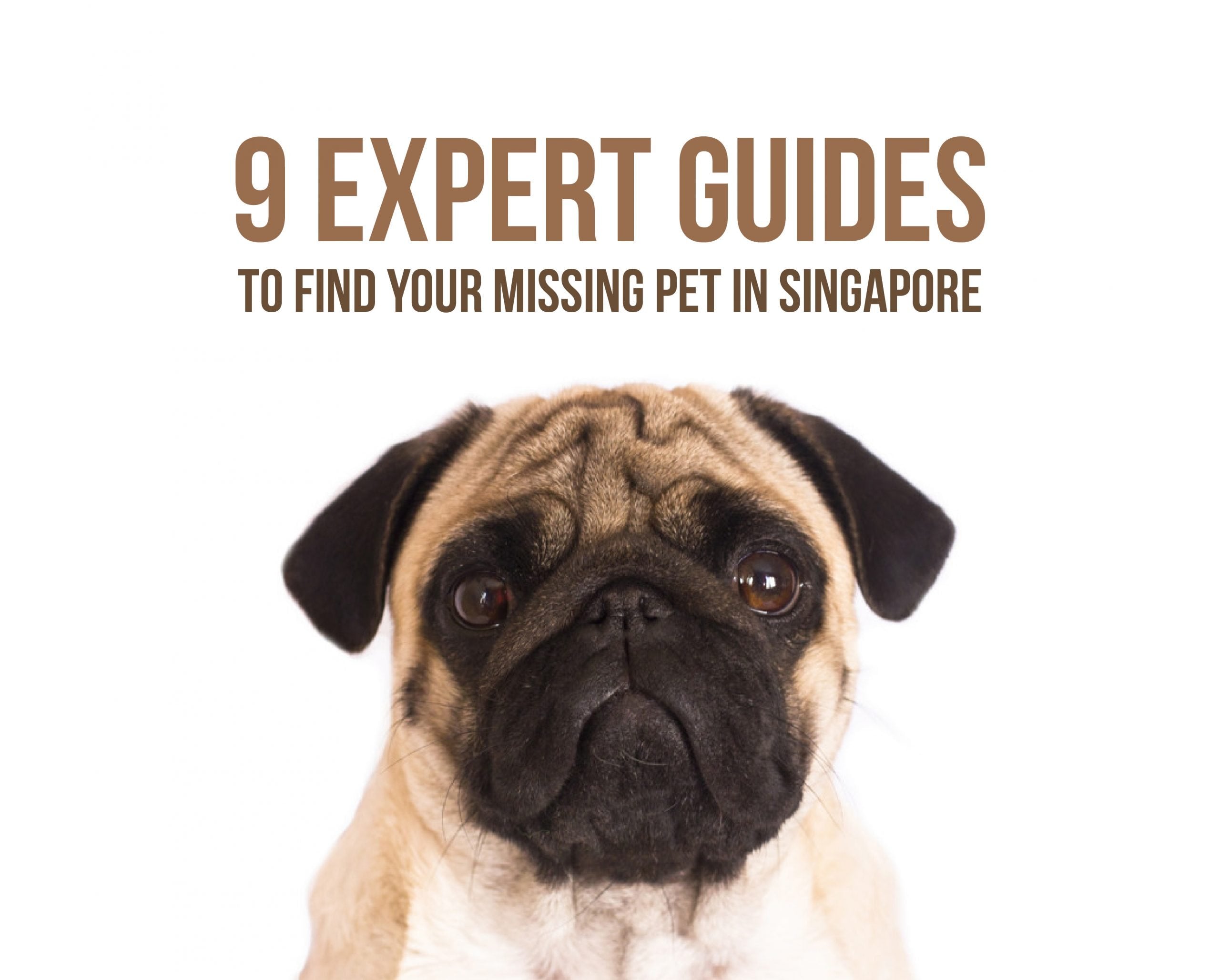 9 Expert Guides to Find Your Missing Pet in Singapore