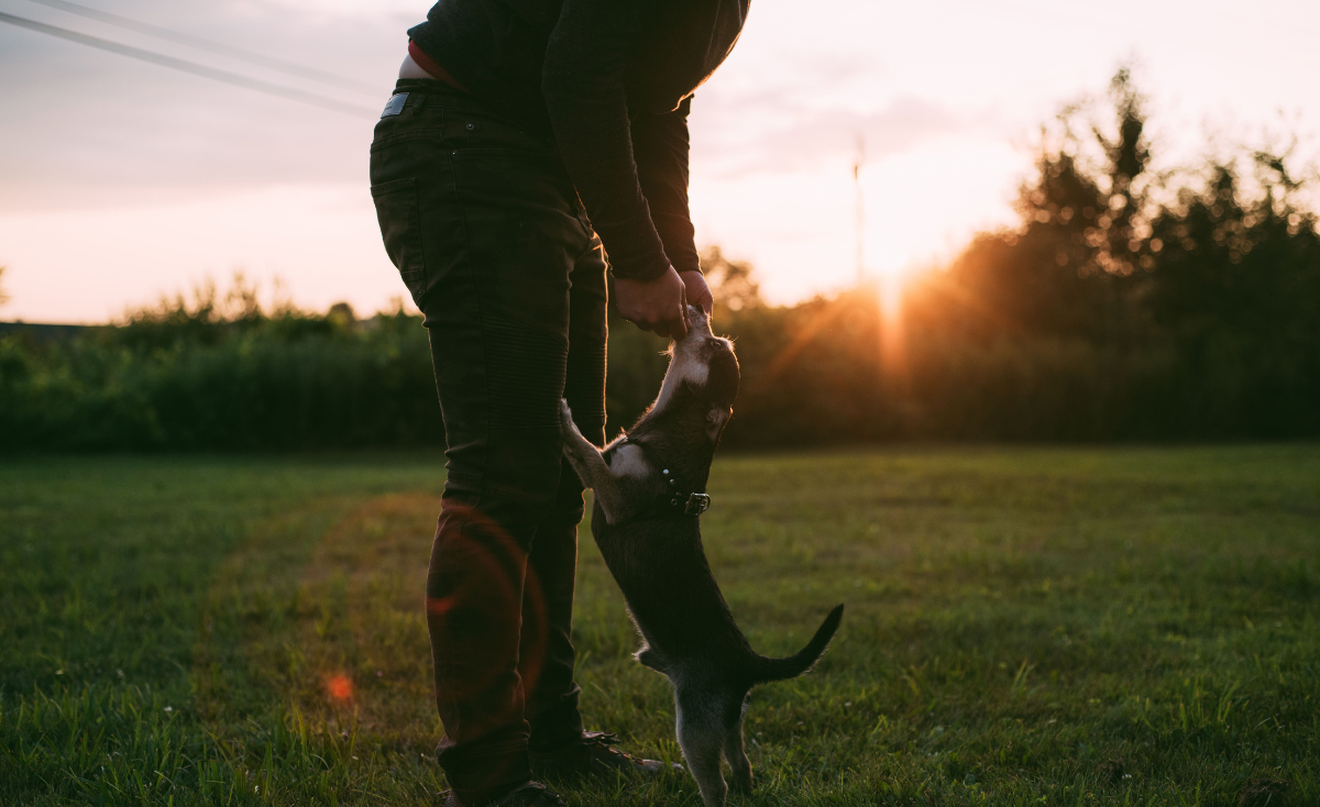 Things Singapore Pet Dads Secretly Do (But Will Never Admit)