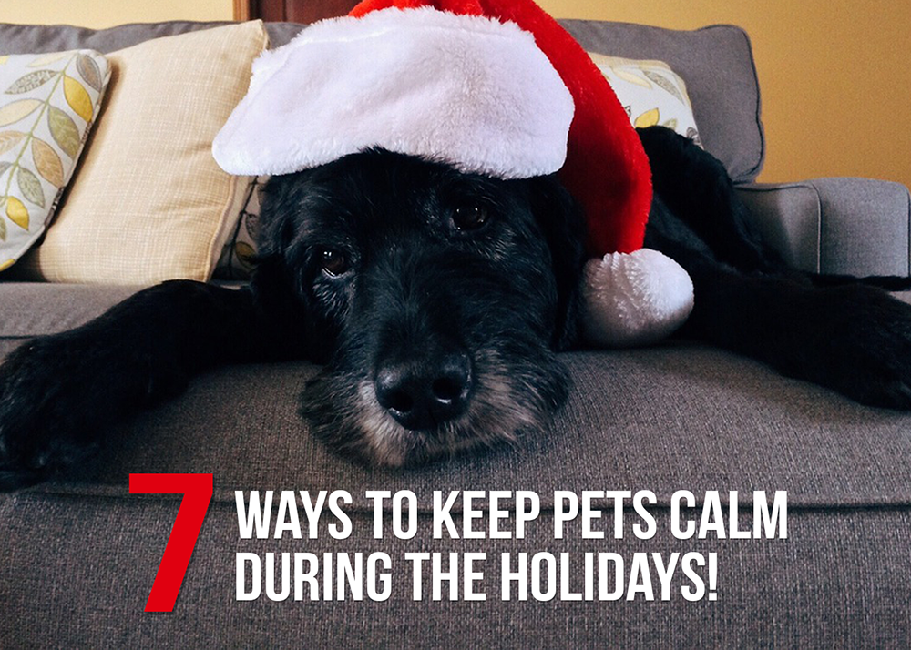 7 Ways to Keep Pets Calm During the Holidays!