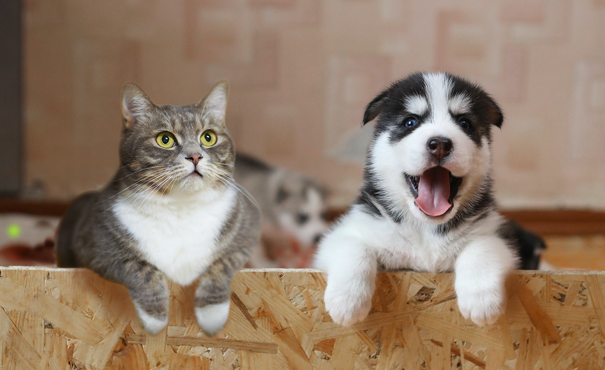 Pet Boarding Vs Pet Sitter: Which is More Suitable For You & Your Pets?