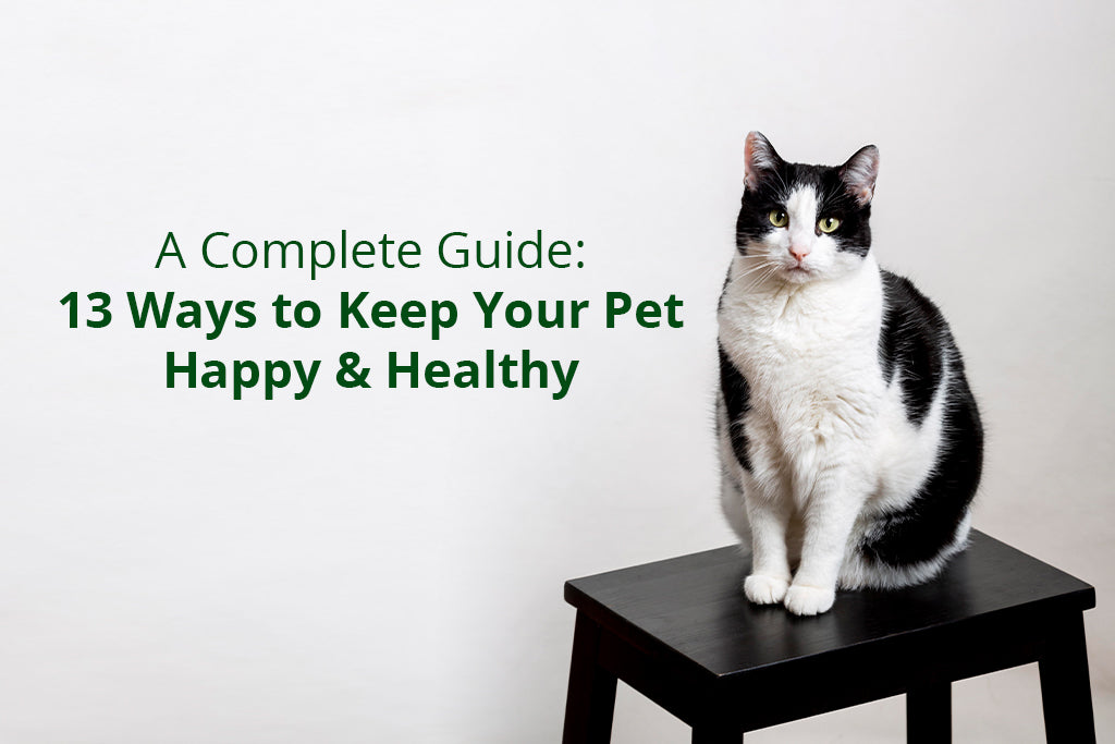 A Complete Guide: 13 Ways to Keep Your Pet Happy & Healthy