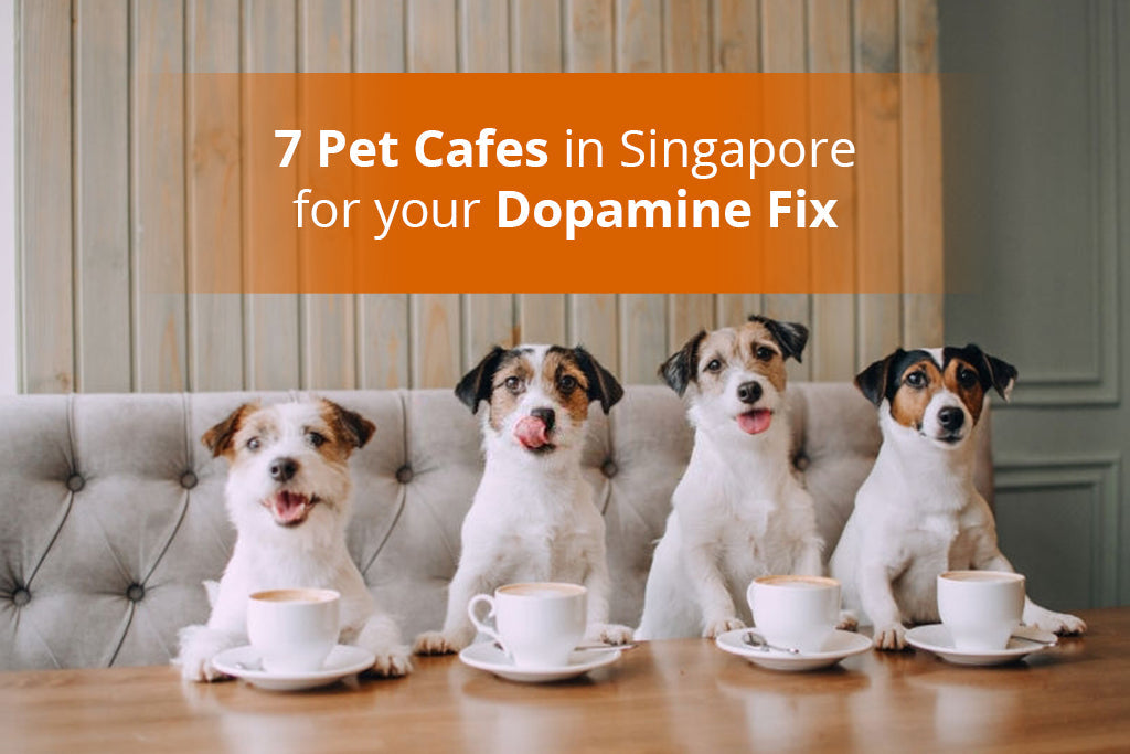 7 Pet Cafes in Singapore for your Dopamine Fix