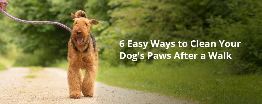 6 Easy Ways to Clean Your Dog's Paws After a Walk