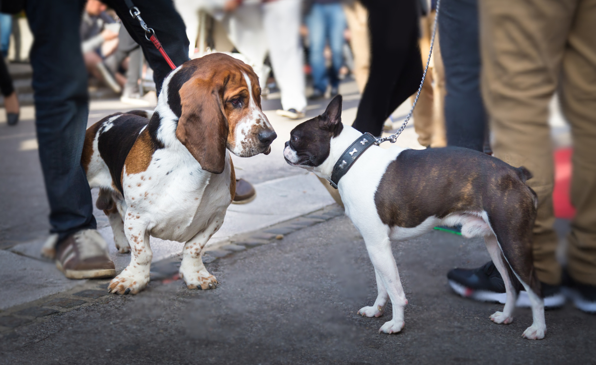 7 Essential Tips to Help Prepare Your Pet for Their First Public Event in Singapore