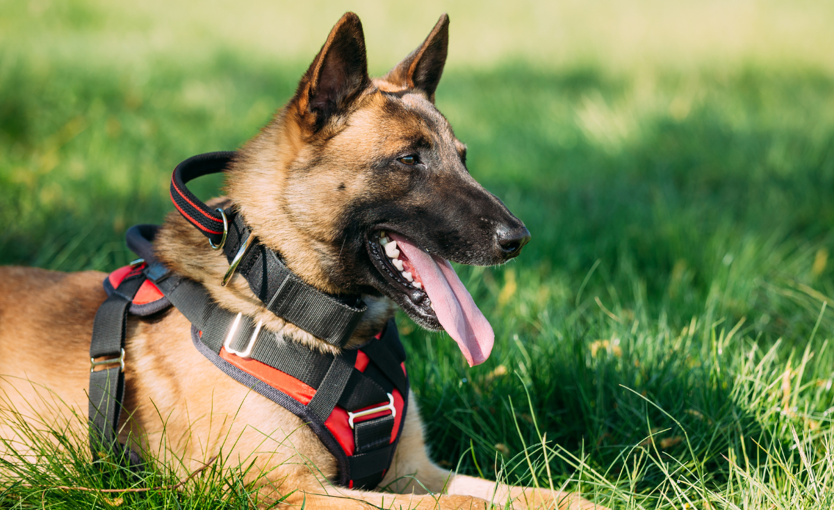 Seeing Beyond the Leash: Understanding Guide Dogs' Impact in Singapore