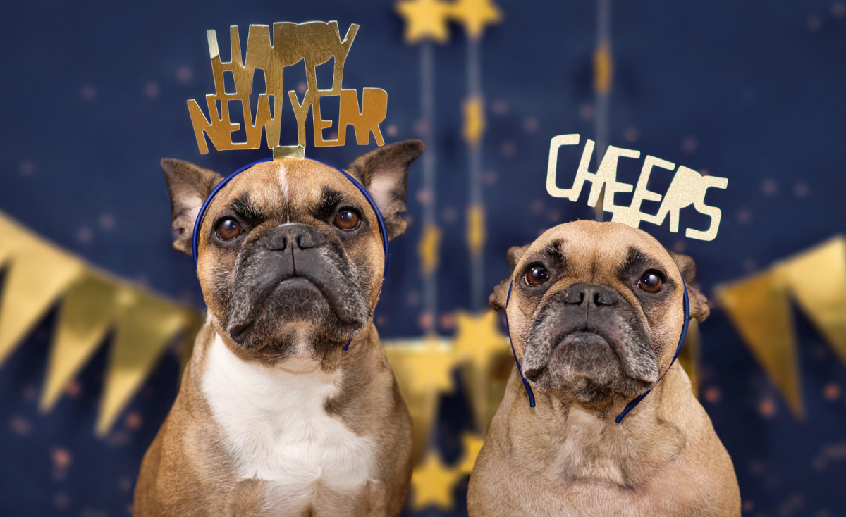 7 Best New Year Resolutions for Pet Owners This 2022 & How to Keep Them Throughout the Year