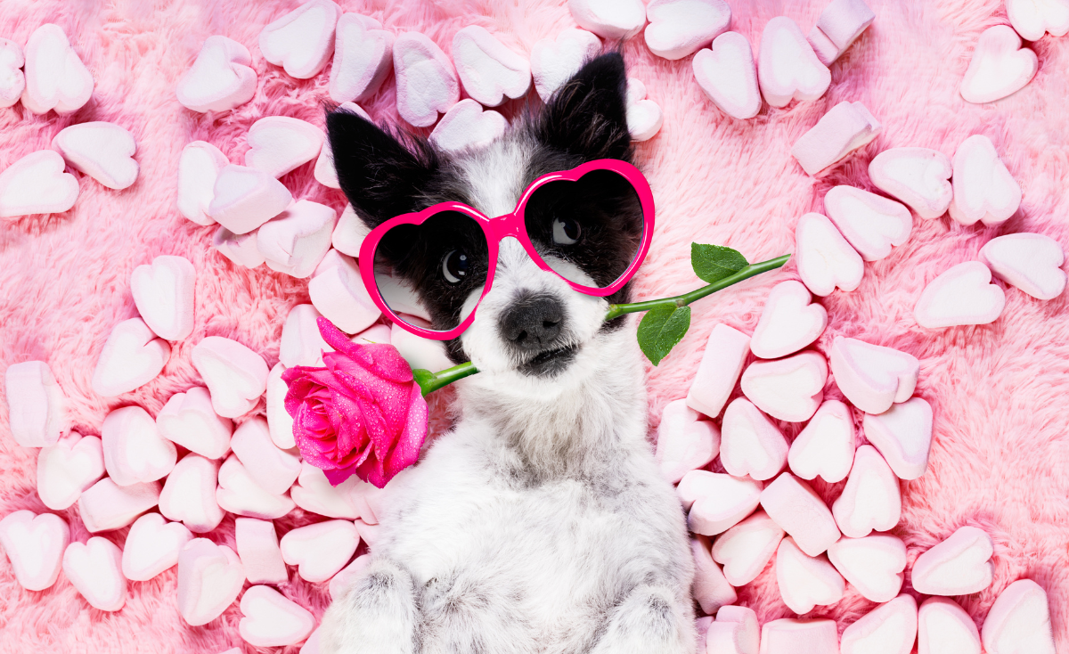 How To Discover Your Dog's Love Language