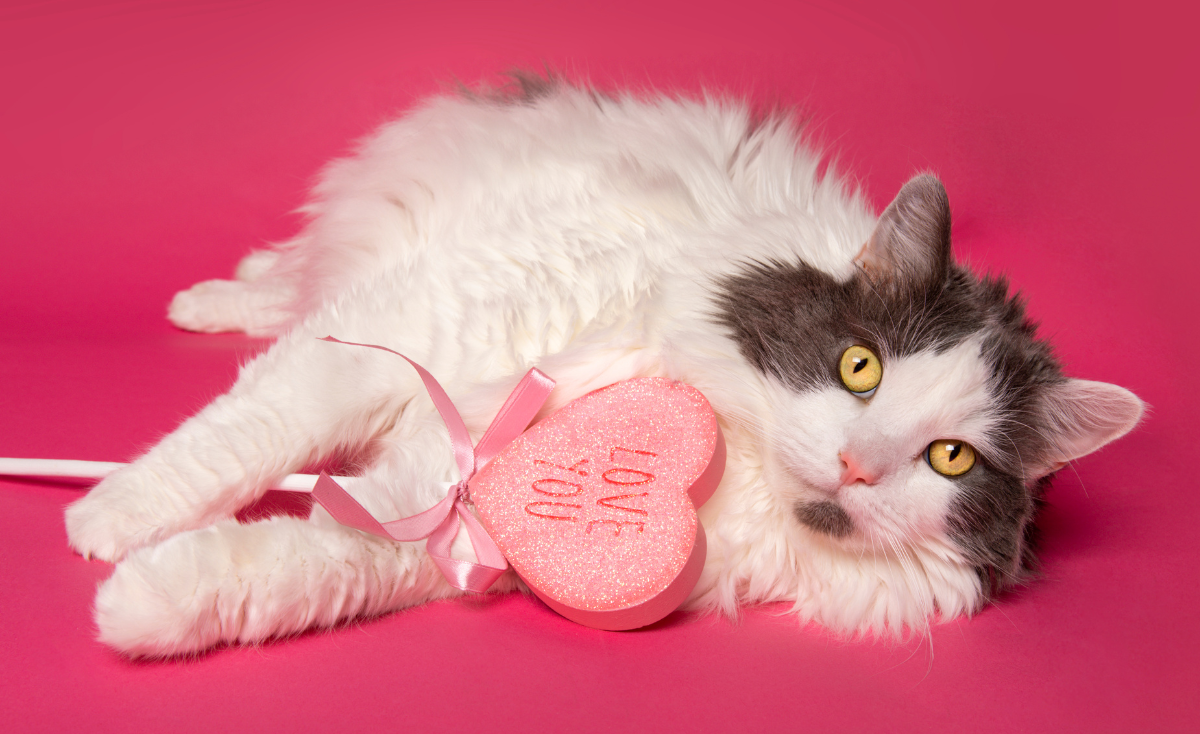 How To Discover Your Cat's Love Language