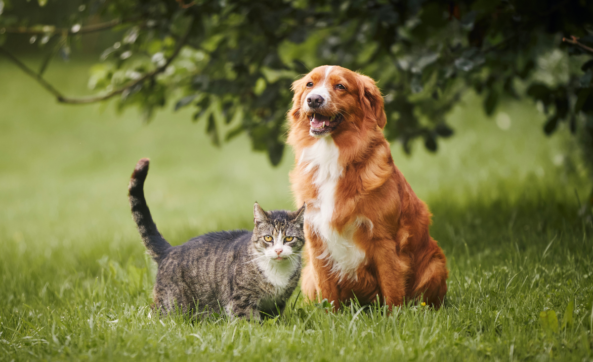5 Easy Ways To Exercise Your Pets