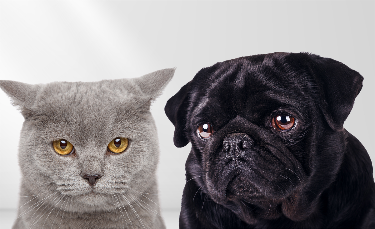 10 Things You Need To Do When Your Pet is Sad
