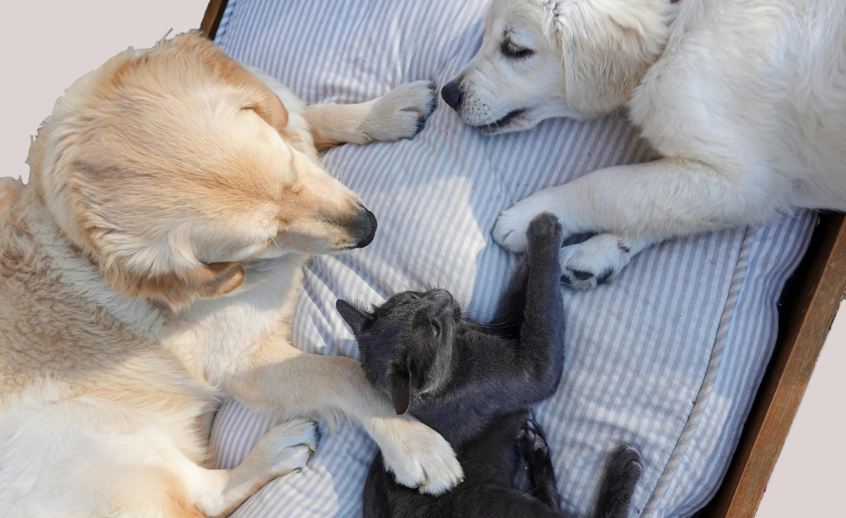 How To Keep the Peace in a Multi-Pet Household