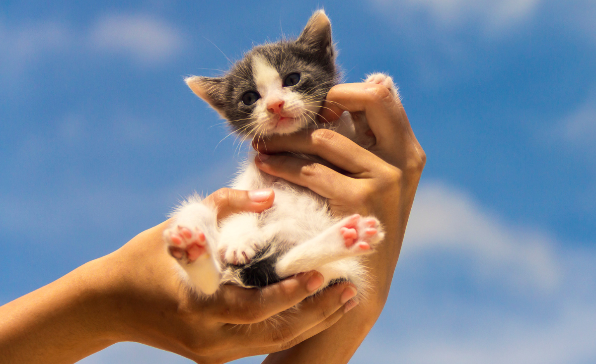 National Adopt a Cat Month: The Singaporean’s Guide to Responsible Cat Adoption in 2025