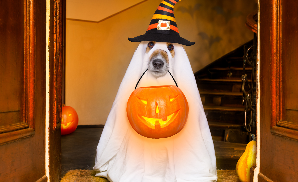 Top 5 Best Pet Halloween Costumes in Singapore (2021)