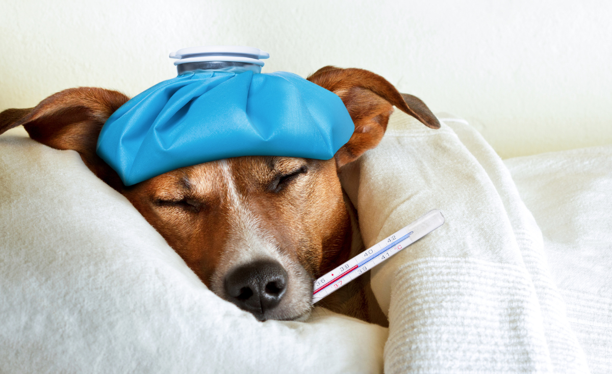 Covid-19 Defense: Keeping Your Pets and Family Protected in Singapore