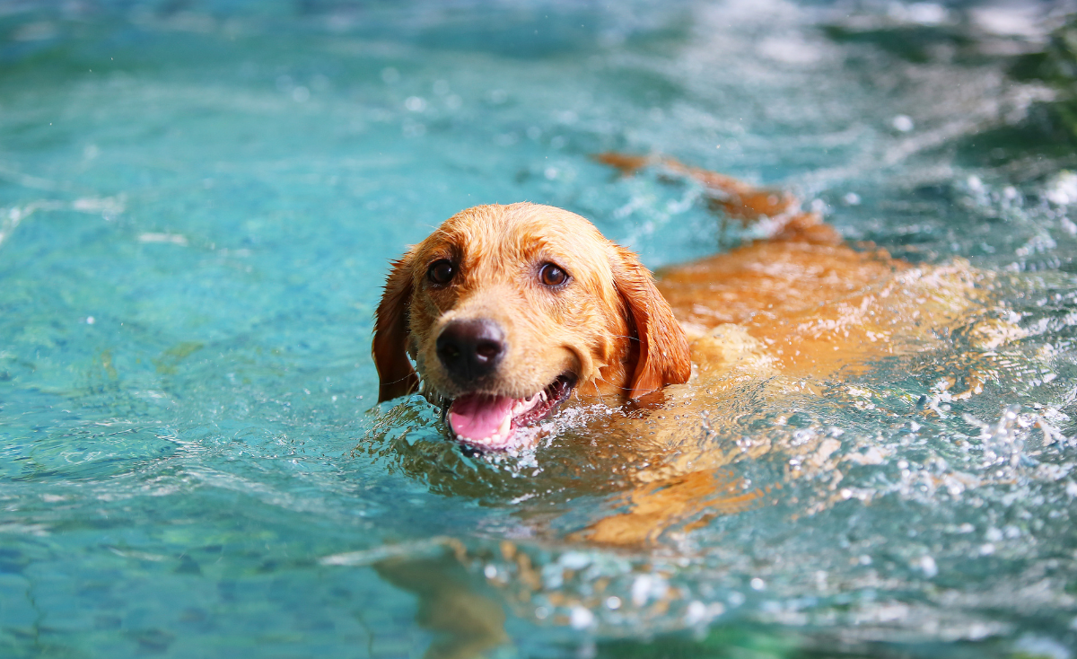 Top 5 Best Hydrotherapy Centers in Singapore