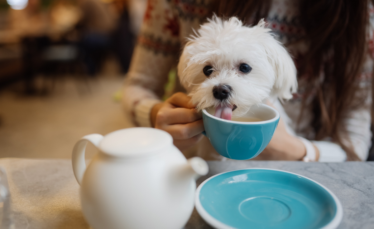 15 Best Pet Cafes To Visit With Your Pets in Singapore (2022)