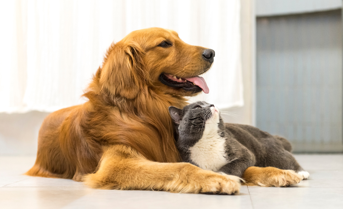 Tender Care for Aging Paws: Caring for Senior Cats & Dogs in Singapore