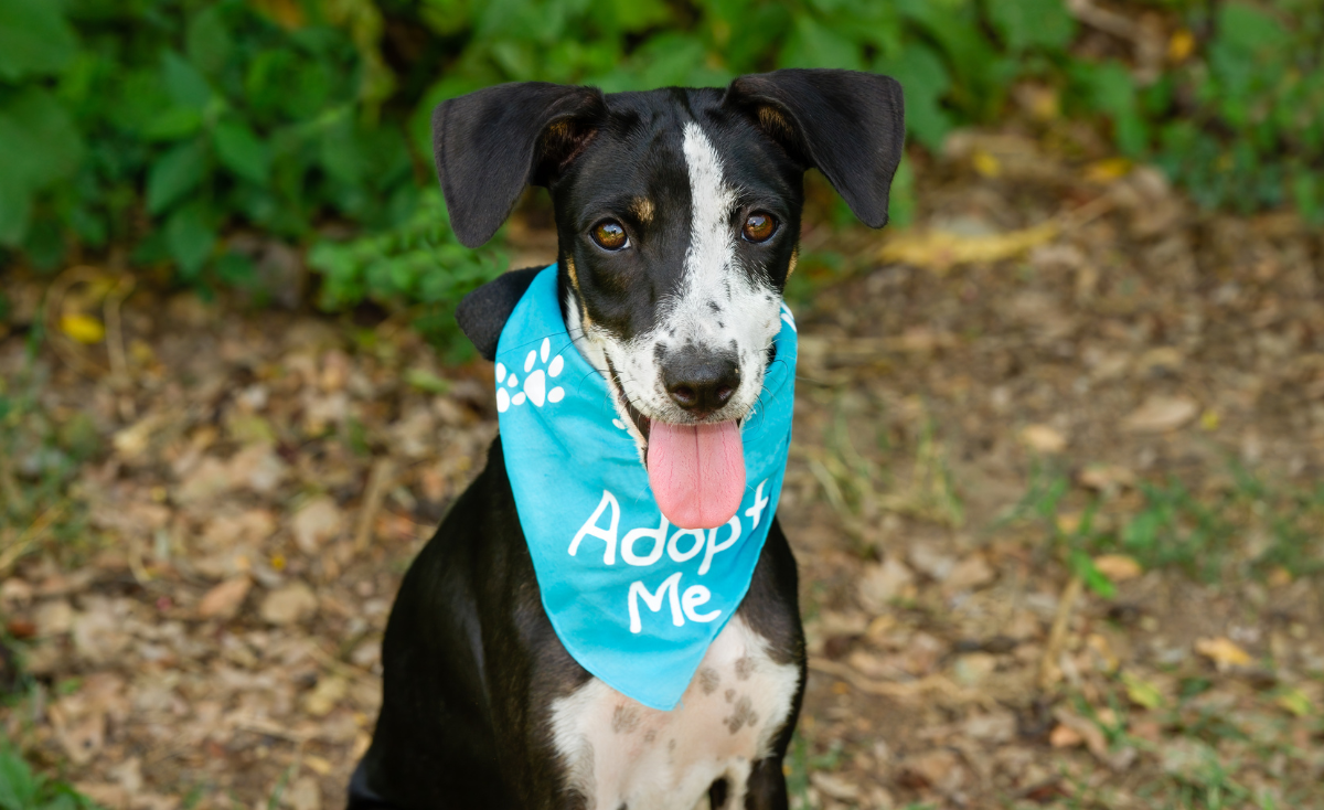 Pet Adoption Myths in Singapore: Debunking Common Misconceptions About Adopting Dogs and Cats