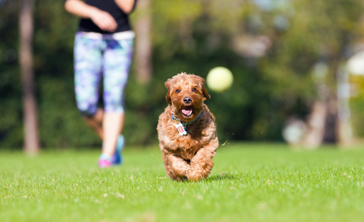 7 Hidden Pet-Friendly Parks in Singapore You Must Visit With Your Pet ( Updated )