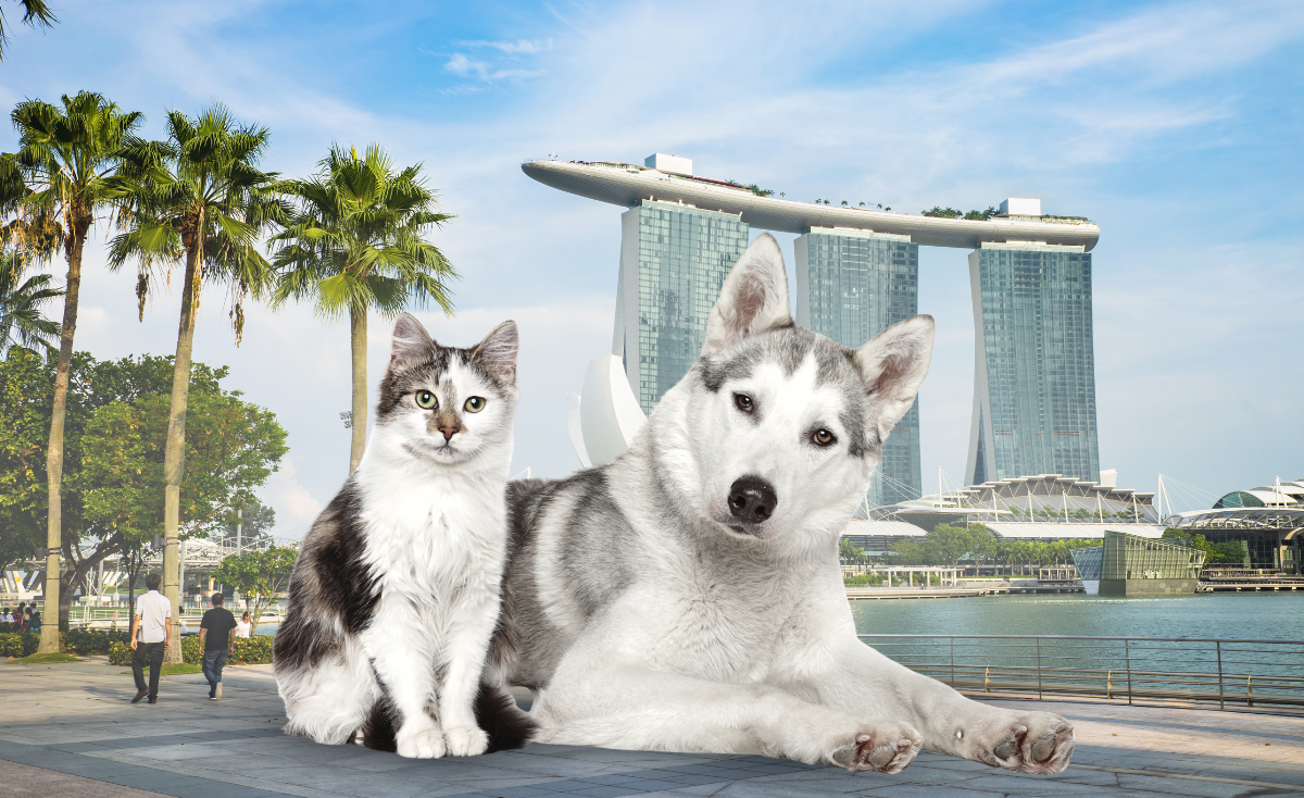 Pet-Friendly National Day Events in Singapore 2025: Where to Take Your Furry Friend