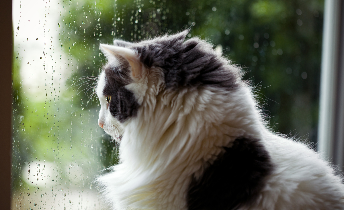 5 Ways to Protect Your Pet from Singapore’s Humidity This Rainy Season