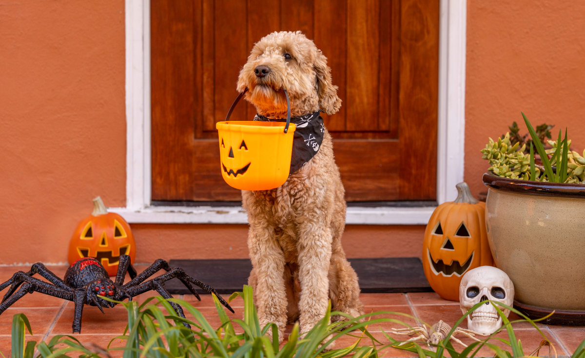5 Pet-Friendly Halloween Events in Singapore to Celebrate with Your Furry Friends