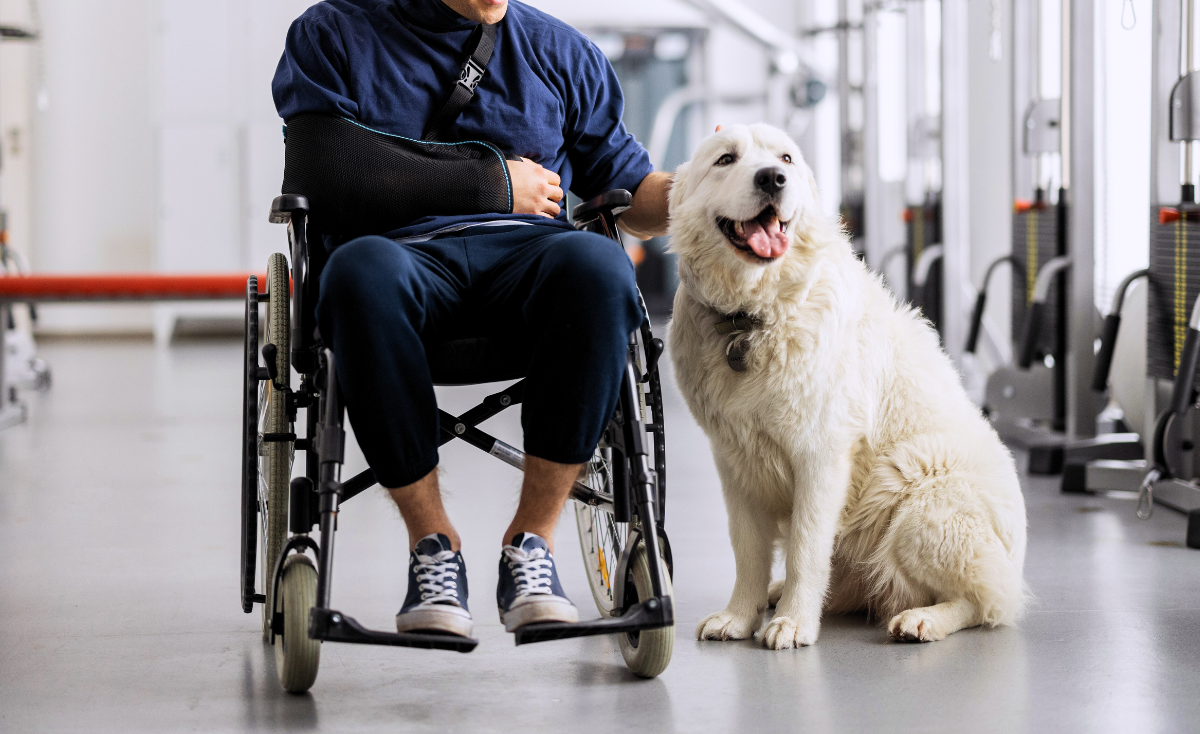 The Rise of Assistance Dogs: Their Role and Impact in Singapore