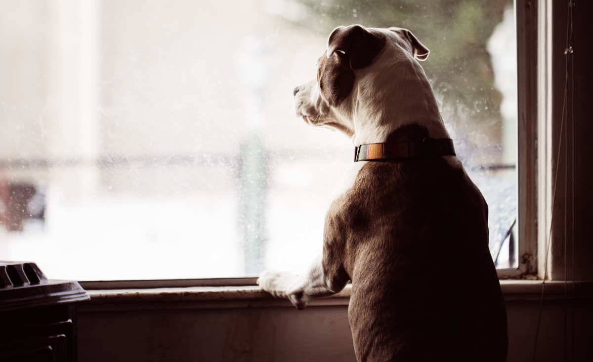 Are Your Windows & Balconies Safe? Protecting Pets from the Rising High-Rise Risks in Singapore