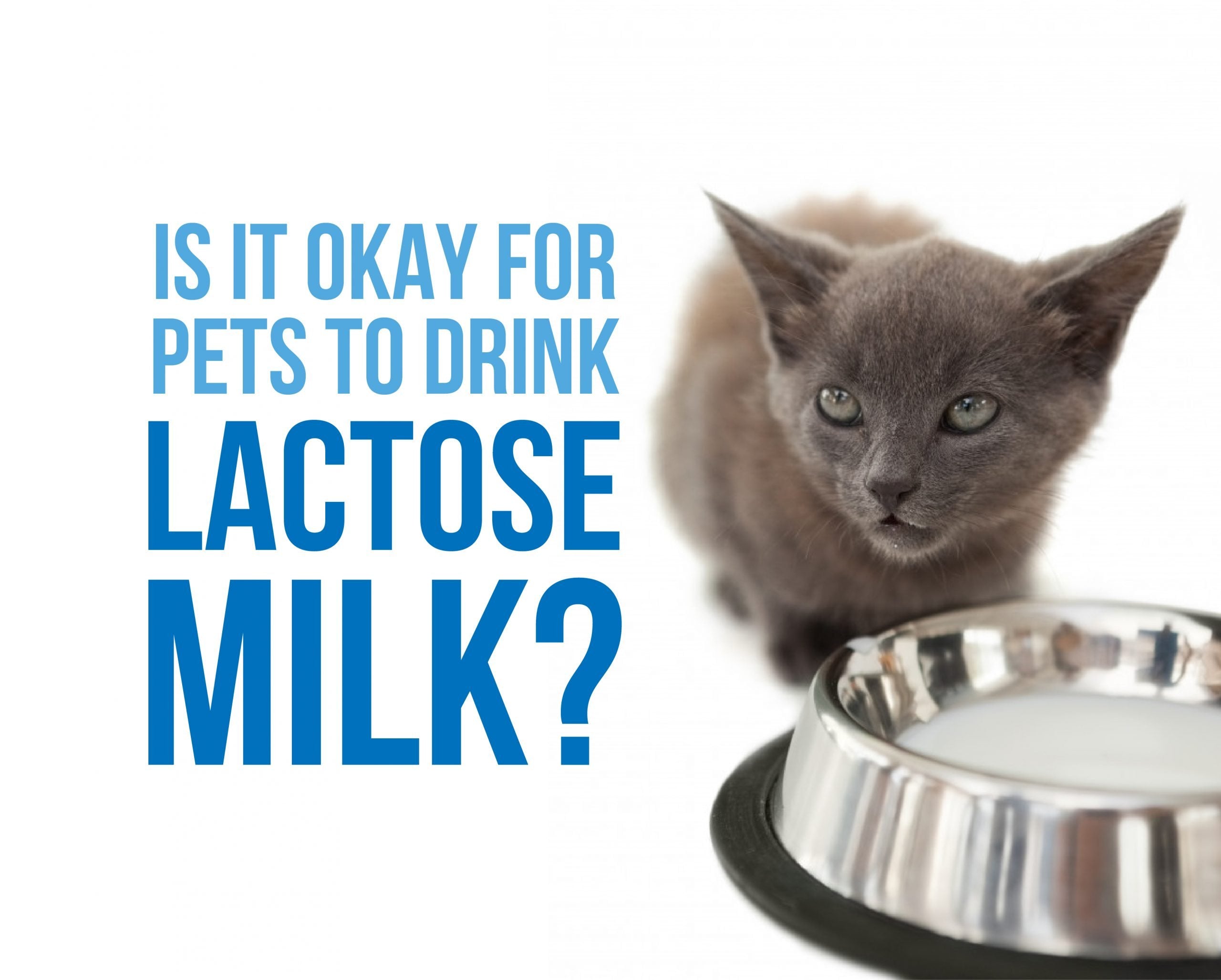 Is It Okay For Pets to Drink Lactose Milk?