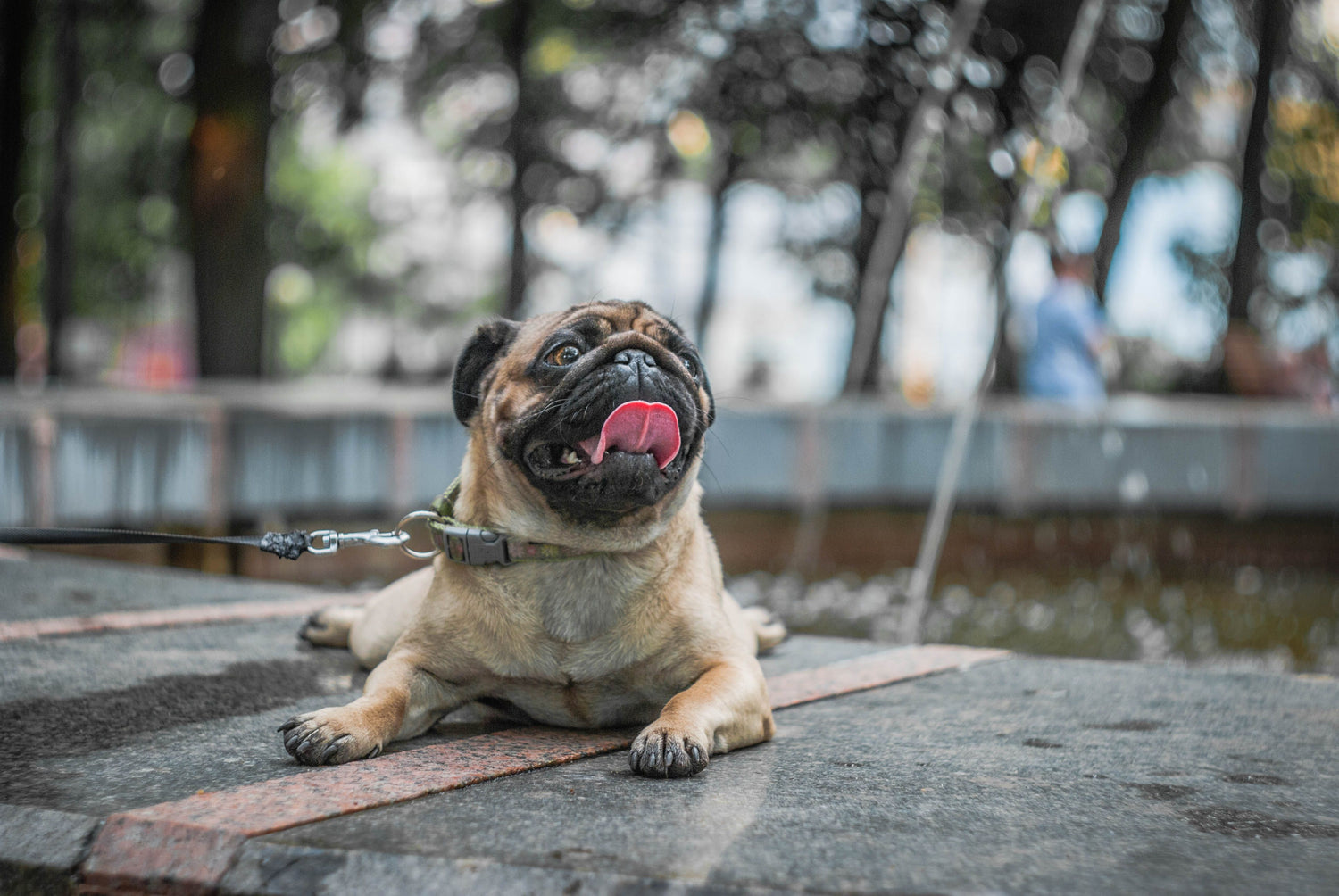 El Niño in Singapore is Back: How to Protect Your Pets from Overheating