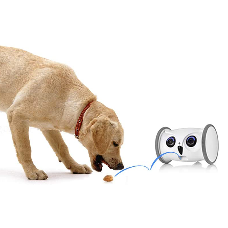 Dog Interactive Play & Exercise Bundle