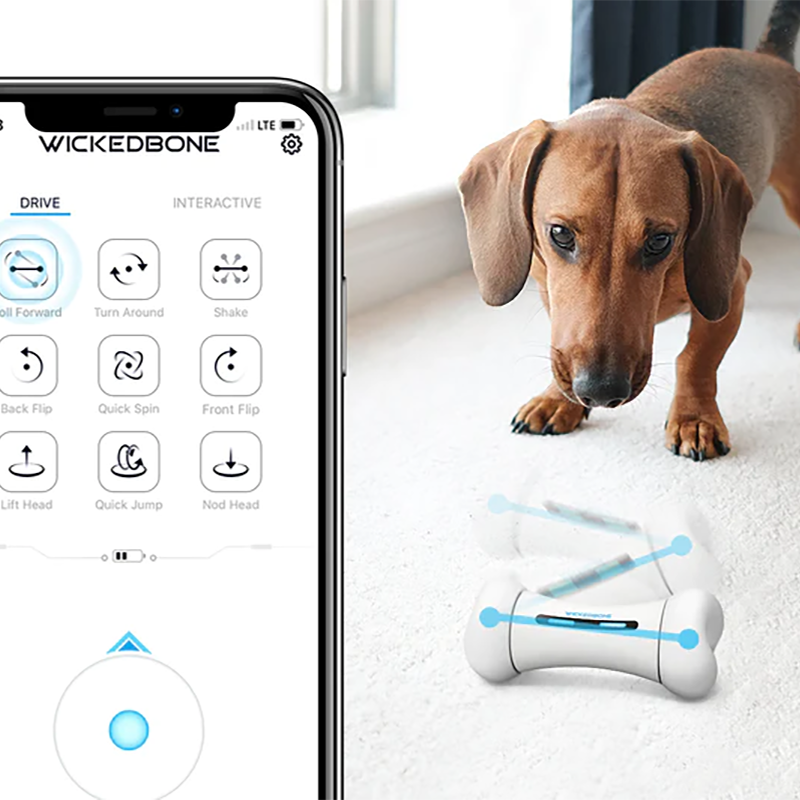 Dog Interactive Play & Exercise Bundle