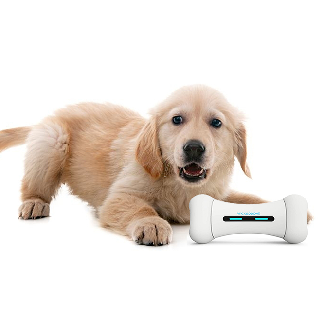 Dog Interactive Play & Exercise Bundle