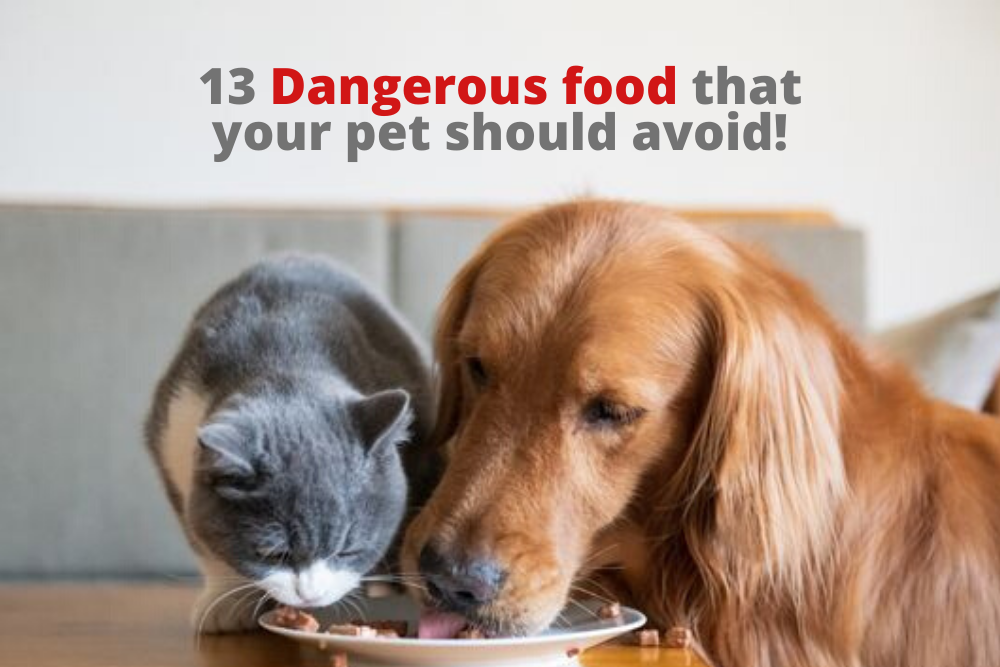 13 Dangerous food that your pet should avoid!