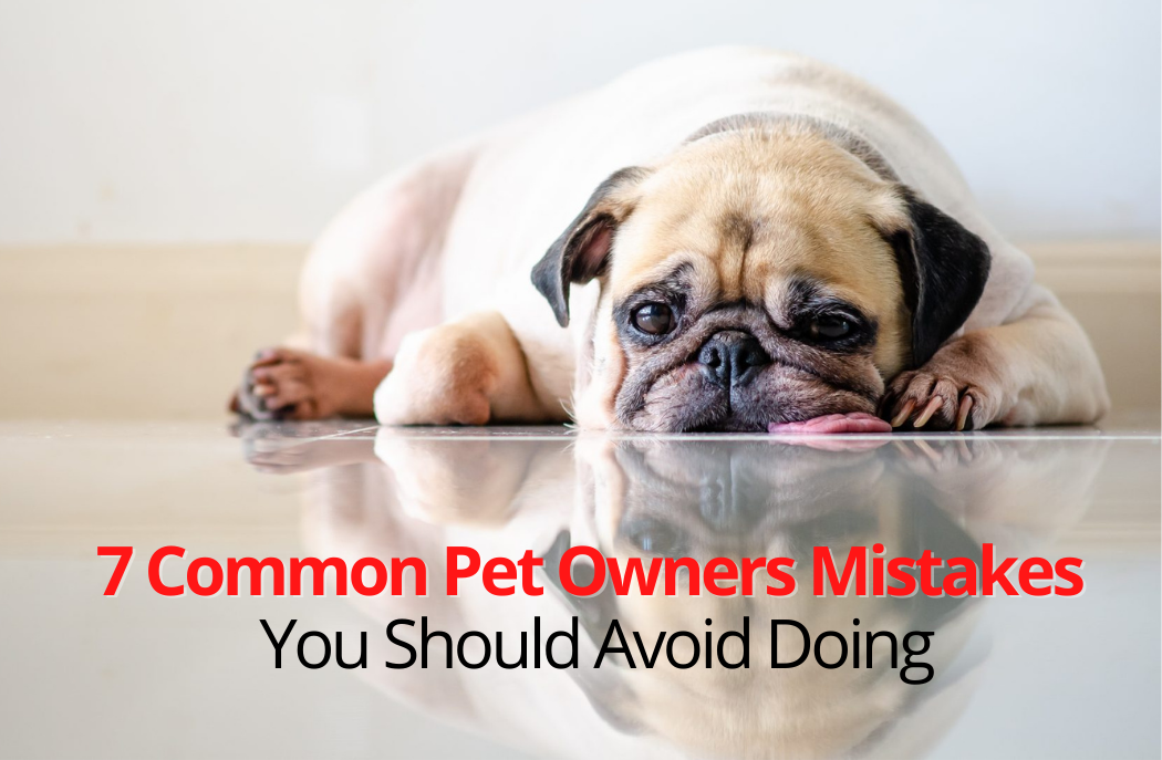 7 Common Pet Owners Mistakes You Should Avoid Doing