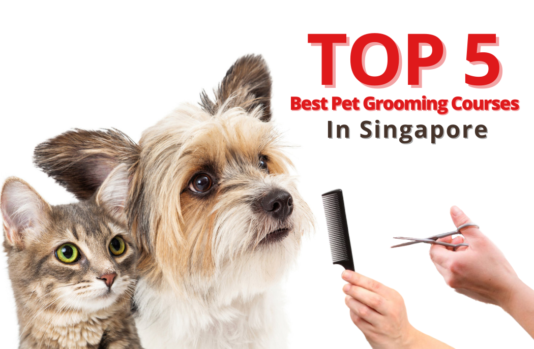 Top 5 Pet Grooming Courses In Singapore