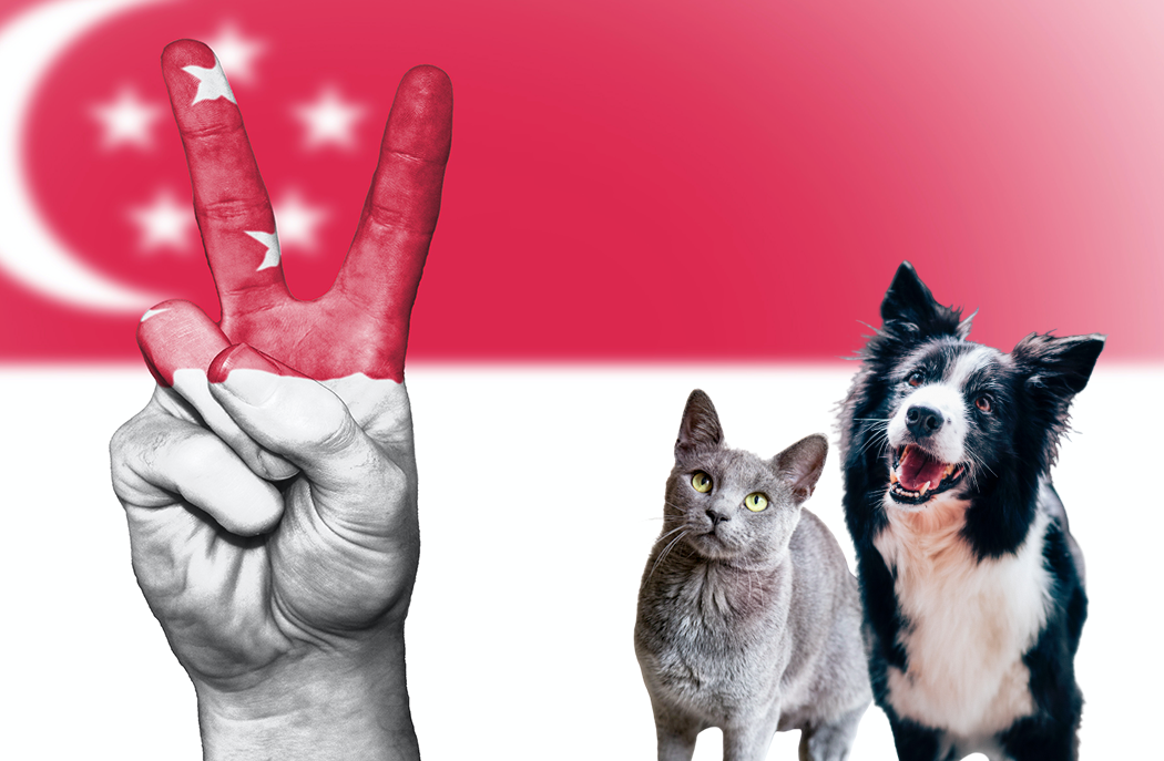 Fun Ways to Celebrate National Day of Singapore 2022 With Your Pets