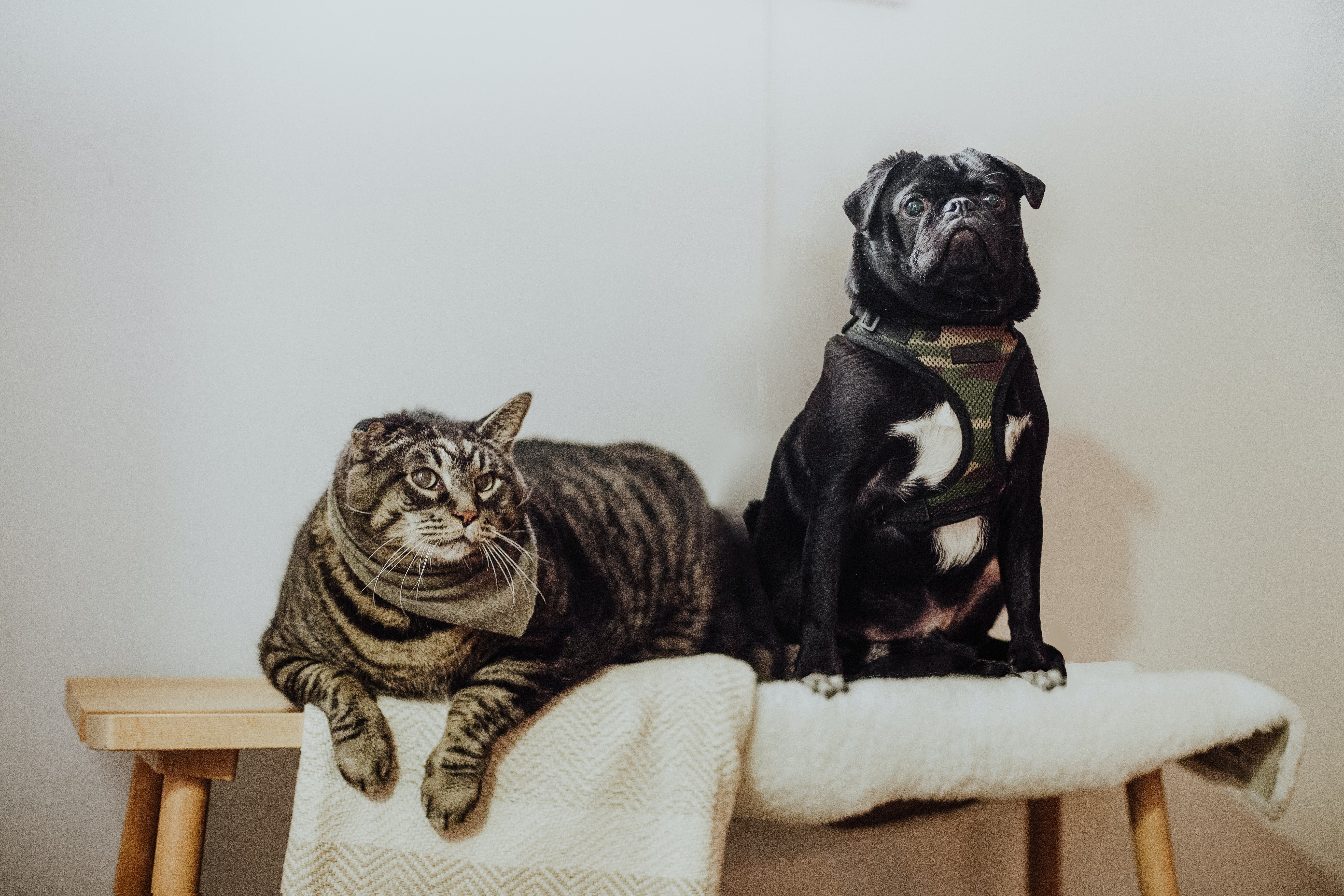 6 Best Pet Sitters in Singapore