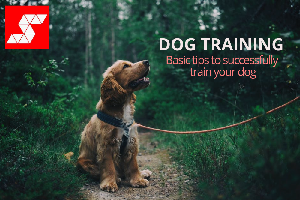 Dog Training: Basic Tips for Successfully Training your New Dog