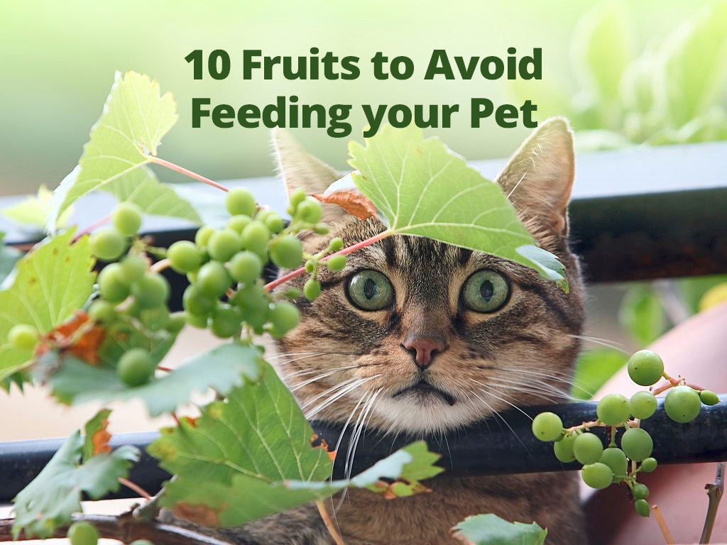 10 Fruits to Avoid Feeding your Pet